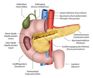 Anatomie der Bauchspeicheldrüse, deutsch